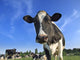 dairy cows Wall Mural