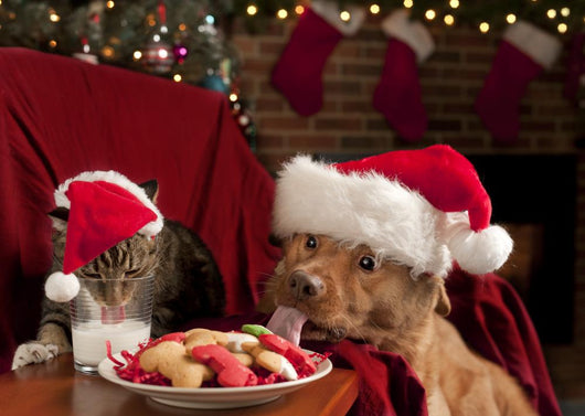 Cat and Dog Devouring Santas Cookies Wall Mural