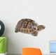 Up Greek Tortoise