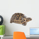 Up Greek Tortoise