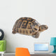 Up Greek Tortoise