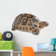 Up Greek Tortoise