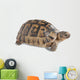 Up Greek Tortoise