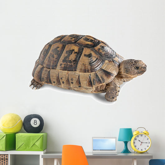 Up Greek Tortoise