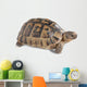 Up Greek Tortoise