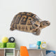 Up Greek Tortoise