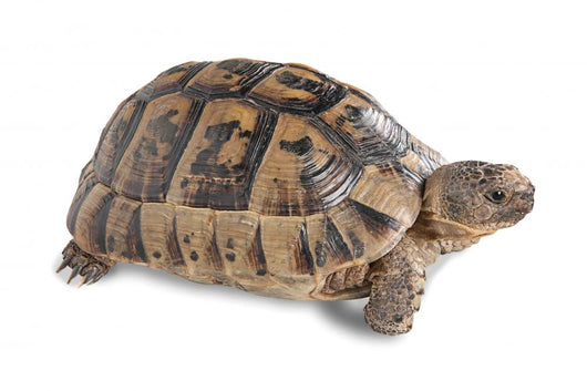 Up Greek Tortoise