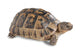 Up Greek Tortoise