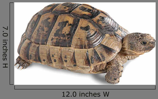 Up Greek Tortoise
