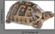 Up Greek Tortoise