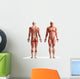 anatomy, muscles Wall Decal