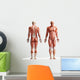 anatomy, muscles Wall Decal