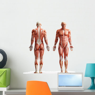 Anatomy Muscles Wall Decal shown on a wall