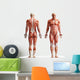 anatomy, muscles Wall Decal