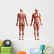 anatomy, muscles Wall Decal