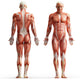 anatomy, muscles Wall Decal