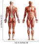 anatomy, muscles Wall Decal