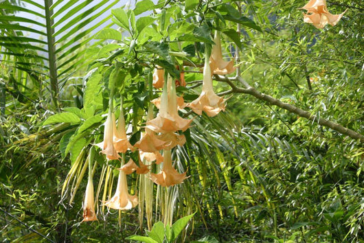 Datura Wall Mural