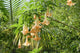 Datura Wall Mural