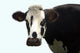 Black and White Cow Wall Decal
