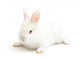 Rabbit Wall Mural
