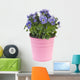 Blue Pansy Plant