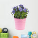 Blue Pansy Plant
