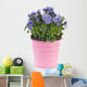 Blue Pansy Plant