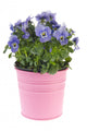 Blue Pansy Plant