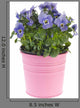 Blue Pansy Plant