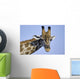 giraffe Wall Mural