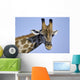 giraffe Wall Mural
