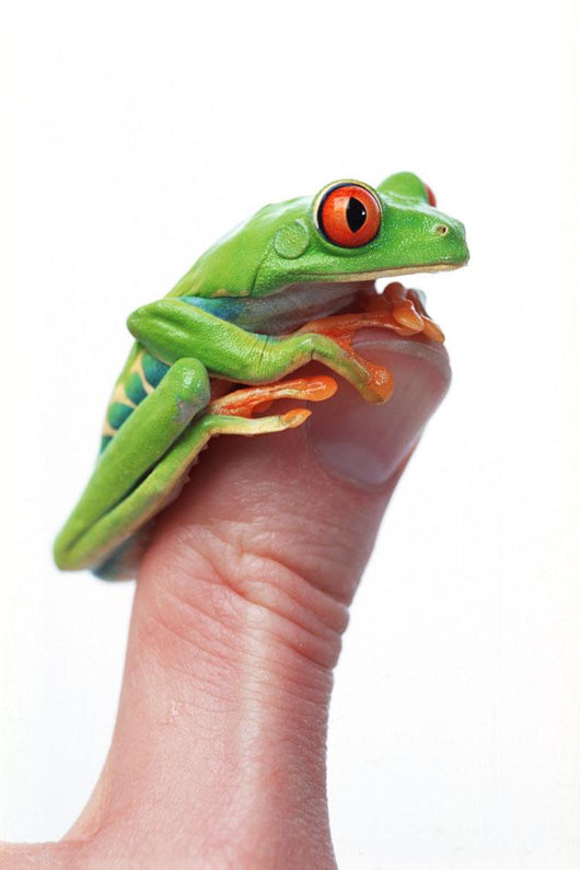 Red-Eyed Tree Frog Wall Mural