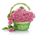 Beautiful Pink Roses Basket Wall Decal