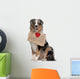 Australian Shepherd Dog 10 Months Old Sitting Wall Decal