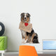 Australian Shepherd Dog 10 Months Old Sitting Wall Decal