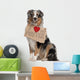 Australian Shepherd Dog 10 Months Old Sitting Wall Decal