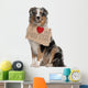 Australian Shepherd Dog 10 Months Old Sitting Wall Decal