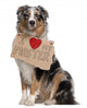 Australian Shepherd Dog 10 Months Old Sitting Wall Decal