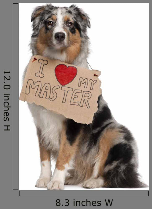 Australian Shepherd Dog 10 Months Old Sitting Wall Decal