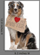 Australian Shepherd Dog 10 Months Old Sitting Wall Decal