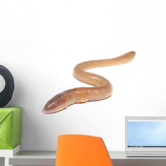 worm on white Wall Decal