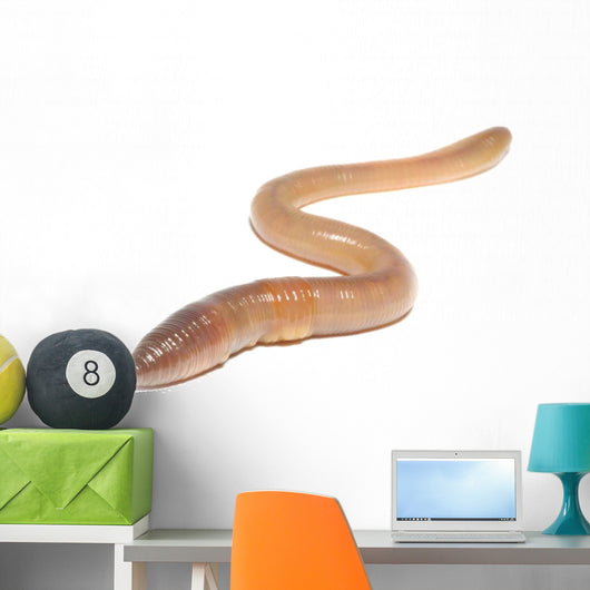 worm on white Wall Decal