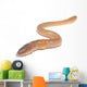 worm on white Wall Decal