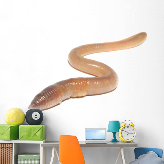 worm on white Wall Decal