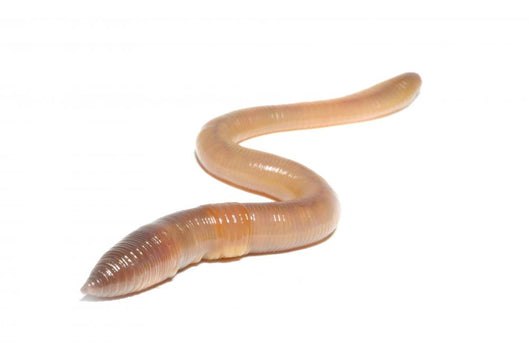 worm on white Wall Decal