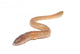 worm on white Wall Decal