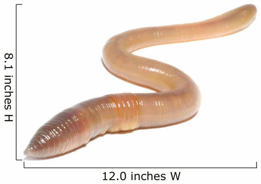 worm on white Wall Decal