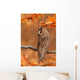 Long Eared Owl Wall Mural