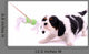 Cavalier puppy pulls on toys Wall Decal